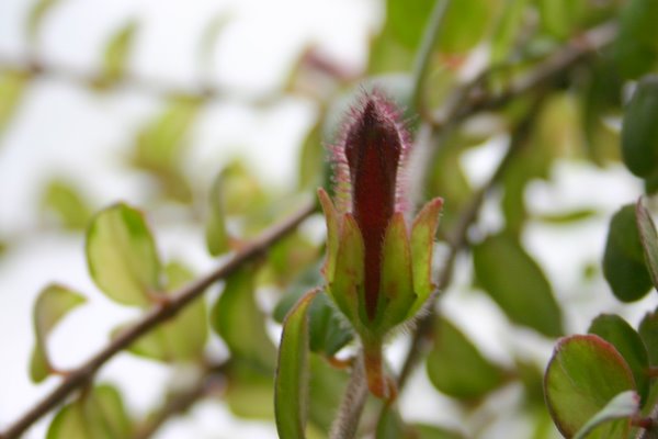 http://www.cloudjungle.com/cloudjungle/Gesneriaceae/Columnea/Columnea cascading beauty bud.jpg
